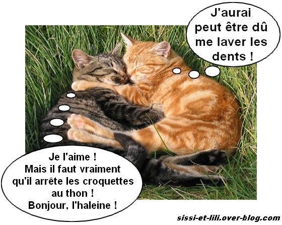 Chat Amoureux